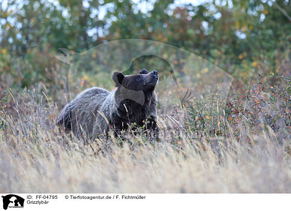 Grizzlybr / Grizzly Bear / FF-04795