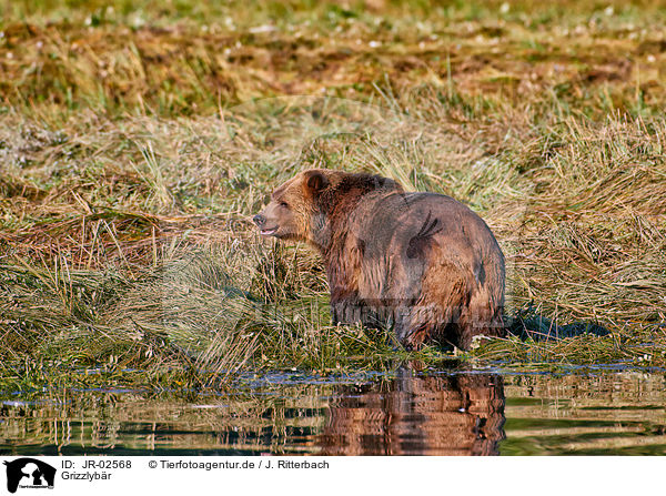 Grizzlyb�r / Grizzly bear / JR-02568