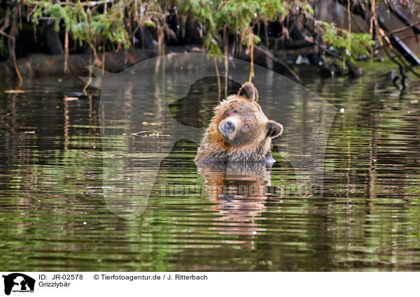 Grizzlybr / Grizzly bear / JR-02578