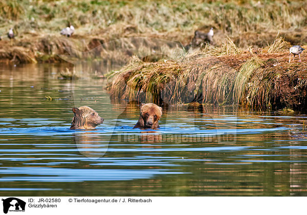 Grizzlybren / Grizzly bears / JR-02580