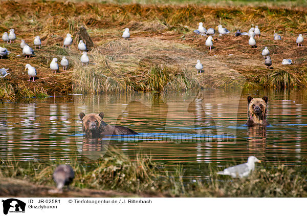 Grizzlybren / Grizzly bears / JR-02581