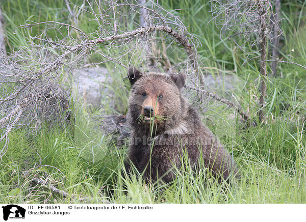 Grizzlybr Junges / young Grizzly bear / FF-06581