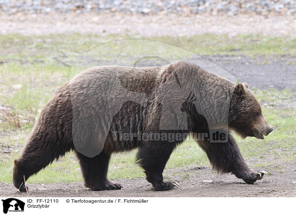 Grizzlybr / grizzly bear / FF-12110