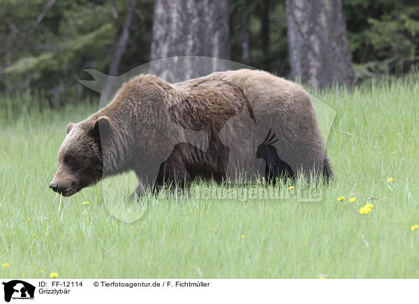 Grizzlybr / grizzly bear / FF-12114