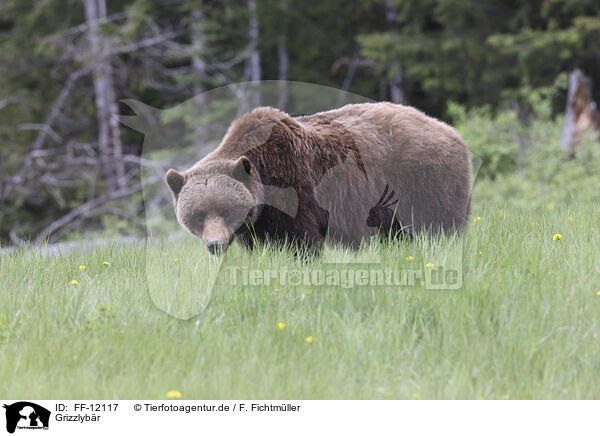 Grizzlybr / grizzly bear / FF-12117