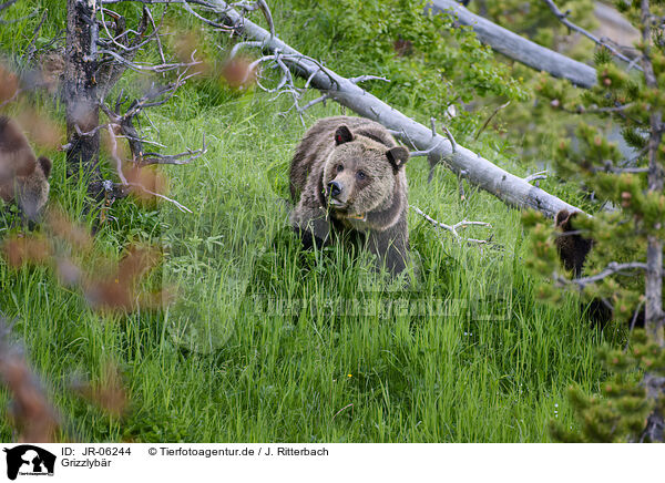 Grizzlybr / Grizzly bear / JR-06244
