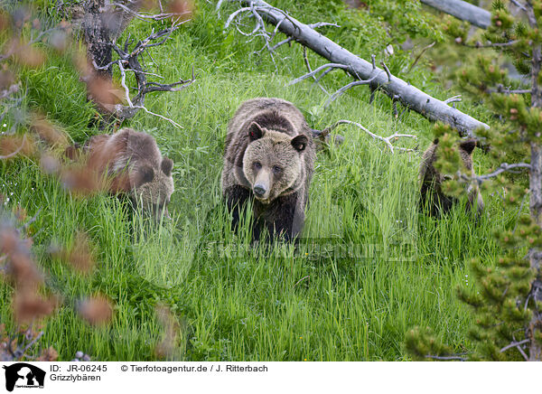 Grizzlybren / Grizzly bears / JR-06245