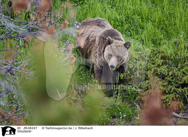 Grizzlybr / JR-06247