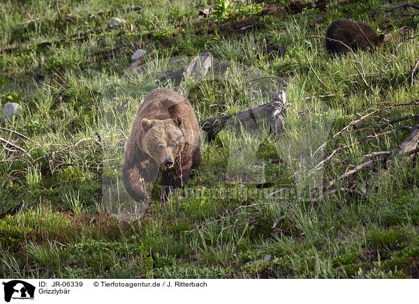 Grizzlybr / JR-06339