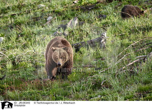 Grizzlybr / Grizzly bear / JR-06340