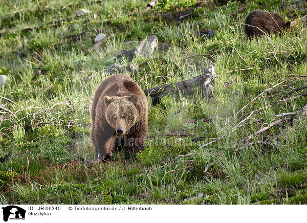 Grizzlybr / JR-06340