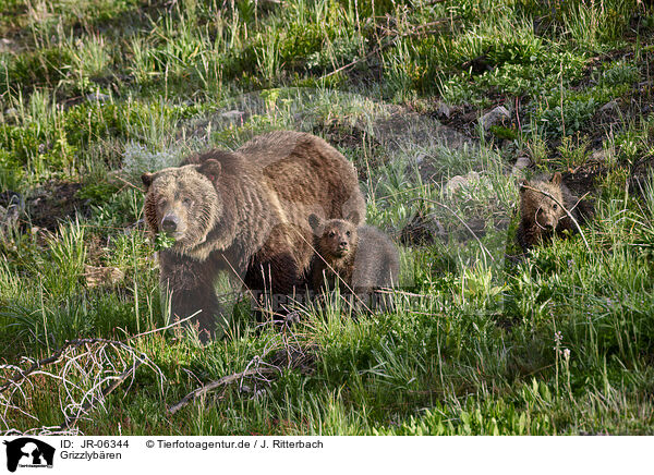 Grizzlybren / Grizzly bears / JR-06344