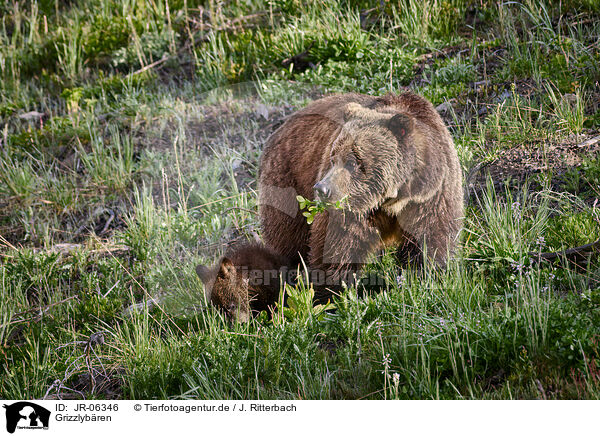 Grizzlybren / Grizzly bears / JR-06346