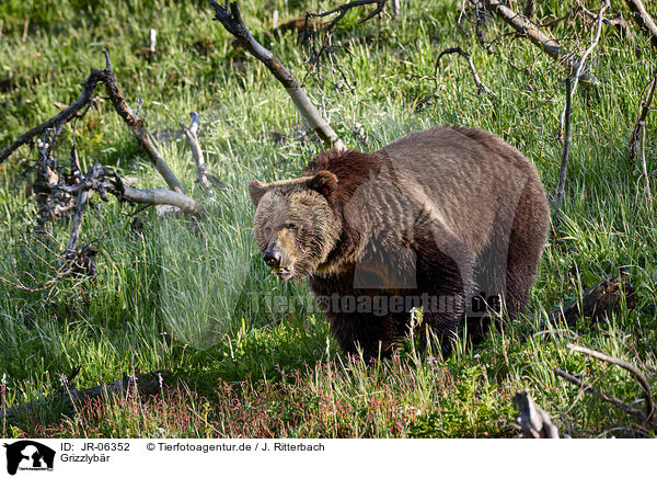 Grizzlybr / Grizzly bear / JR-06352
