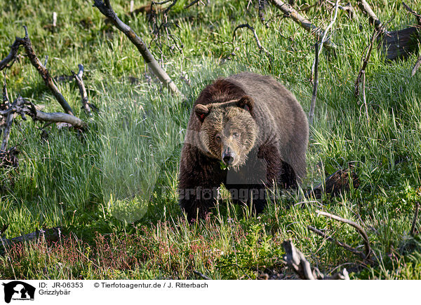 Grizzlybr / Grizzly bear / JR-06353
