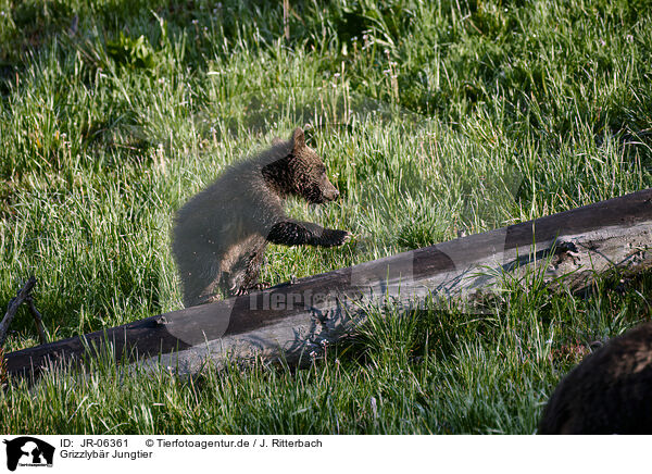 Grizzlybr Jungtier / Grizzly bear baby / JR-06361