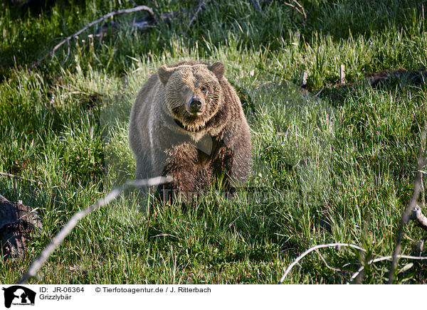 Grizzlybr / Grizzly bear / JR-06364