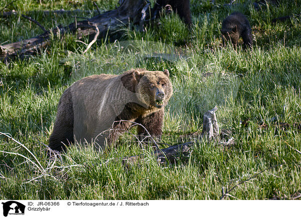 Grizzlyb�r / JR-06366