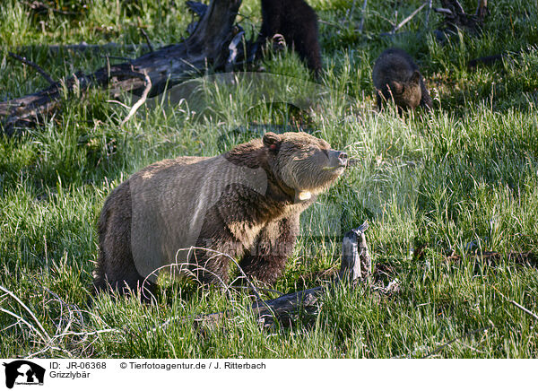 Grizzlyb�r / Grizzly bear / JR-06368