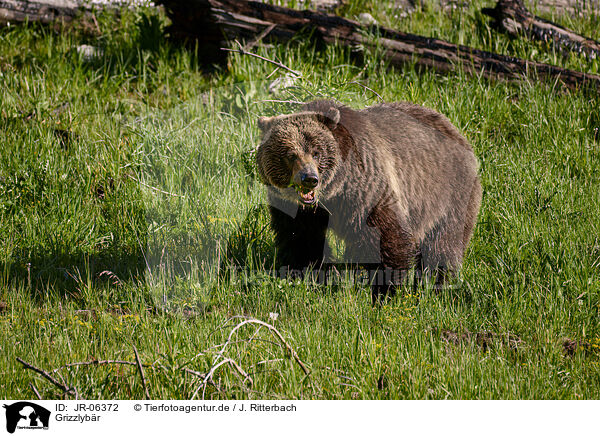 Grizzlybr / Grizzly bear / JR-06372