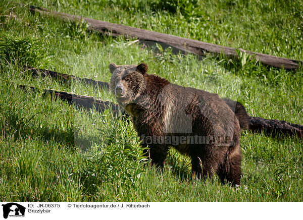 Grizzlybr / Grizzly bear / JR-06375