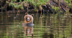 Grizzlybr