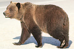 Grizzlybär Junges