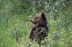 Grizzlybär Junges