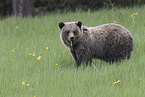 Grizzlybär