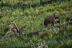 Grizzlybr Jungtiere