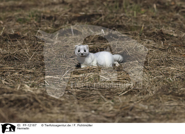 Hermelin / stoat / FF-12167