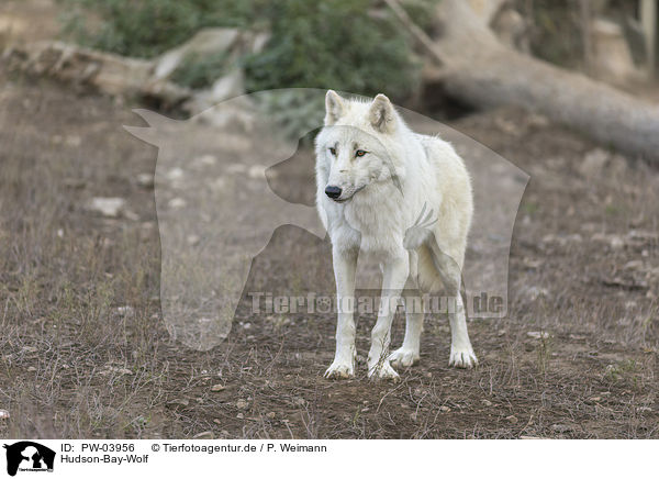 Hudson-Bay-Wolf / PW-03956