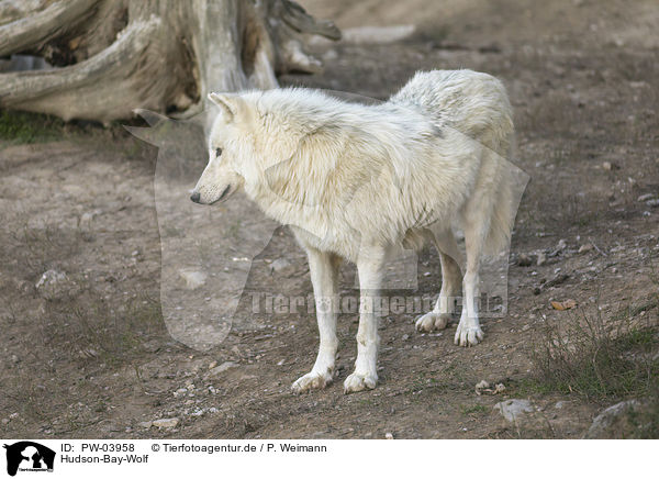 Hudson-Bay-Wolf / Hudson Bay wolf / PW-03958