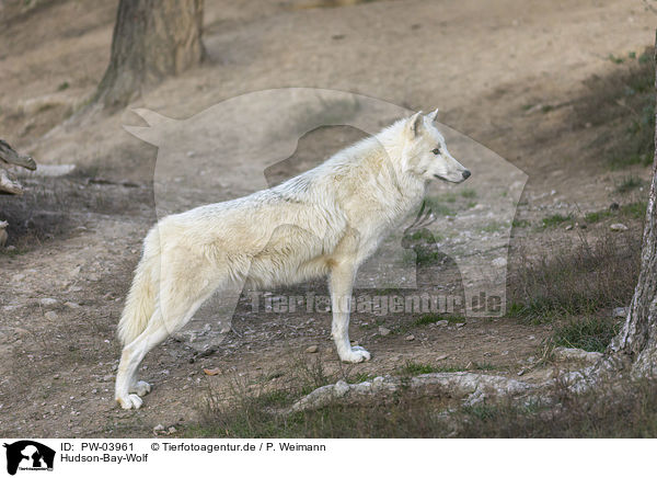 Hudson-Bay-Wolf / Hudson Bay wolf / PW-03961