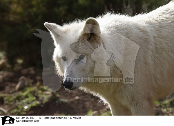 Kanadischer Wolf / Hudson Bay Wolf / JM-03157