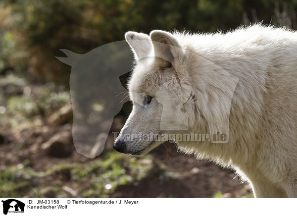 Kanadischer Wolf / Hudson Bay Wolf / JM-03158