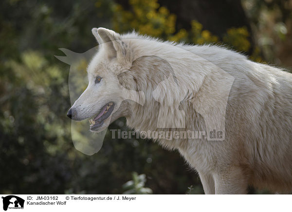 Kanadischer Wolf / JM-03162