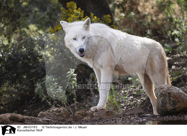 Kanadischer Wolf / JM-03163