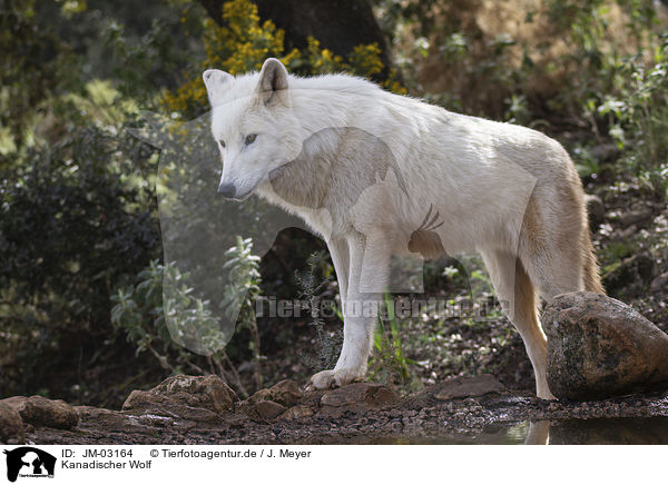 Kanadischer Wolf / Hudson Bay Wolf / JM-03164
