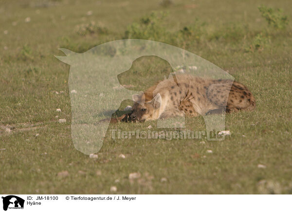 Hy�ne / hyena / JM-18100
