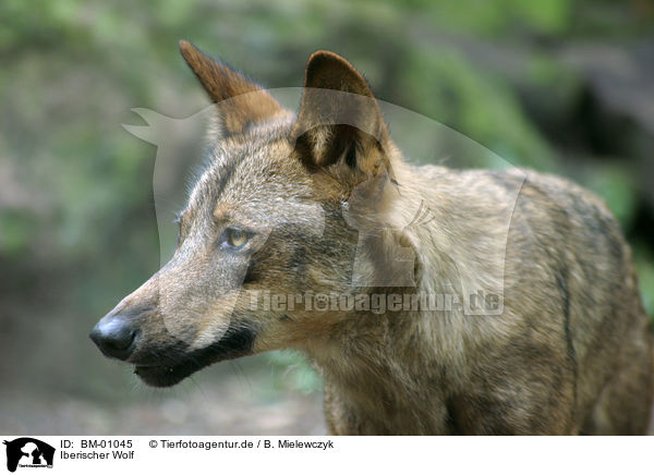 Iberischer Wolf / iberian wolf / BM-01045