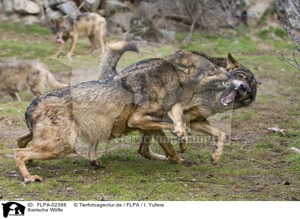 Iberische Wlfe / Iberian wolves / FLPA-02388