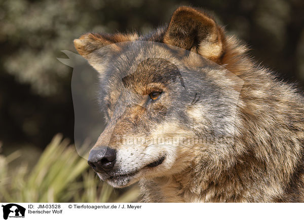 Iberischer Wolf / JM-03528