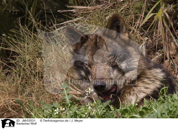 Iberischer Wolf / JM-03531