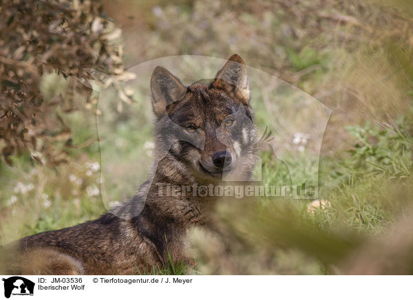 Iberischer Wolf / JM-03536