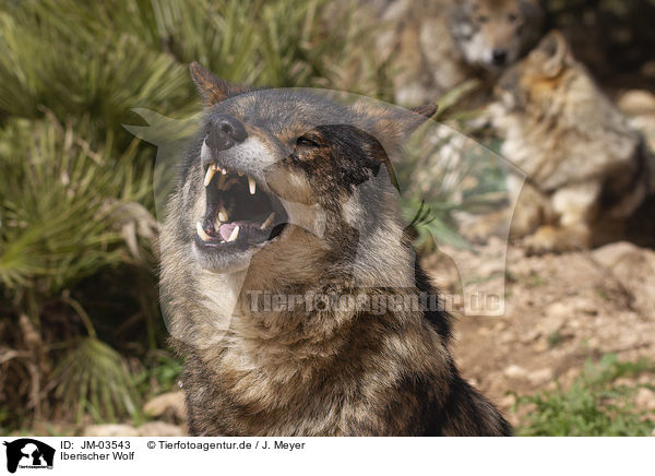 Iberischer Wolf / JM-03543