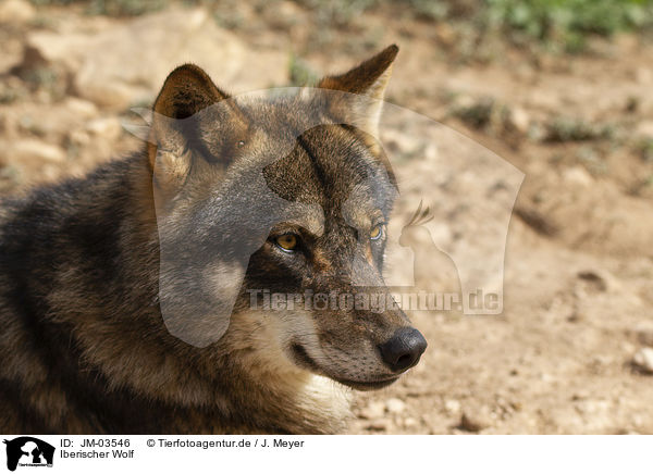Iberischer Wolf / JM-03546