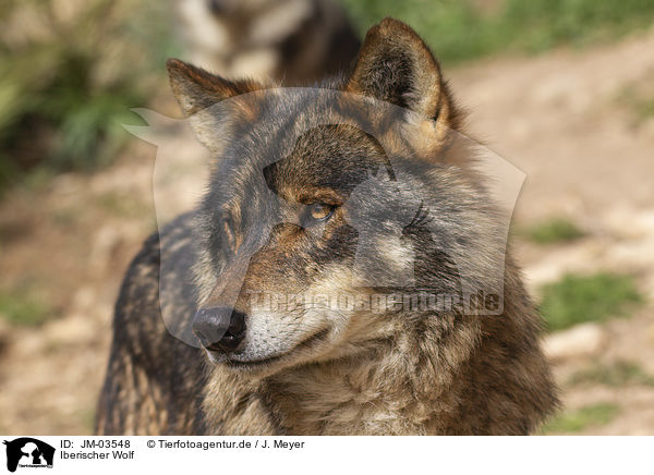 Iberischer Wolf / Iberian wolf / JM-03548