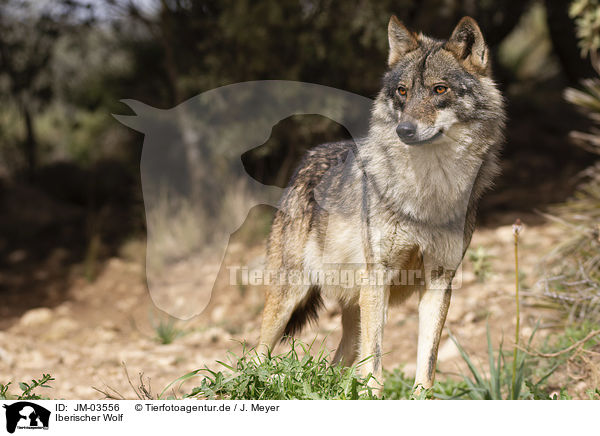 Iberischer Wolf / Iberian wolf / JM-03556