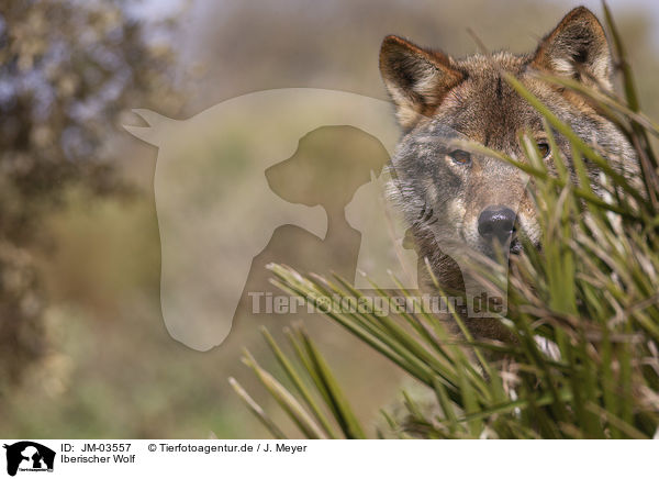 Iberischer Wolf / JM-03557